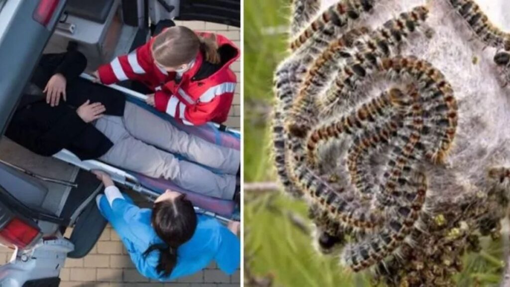 Trująca plaga rozprzestrzenia się w Holandii