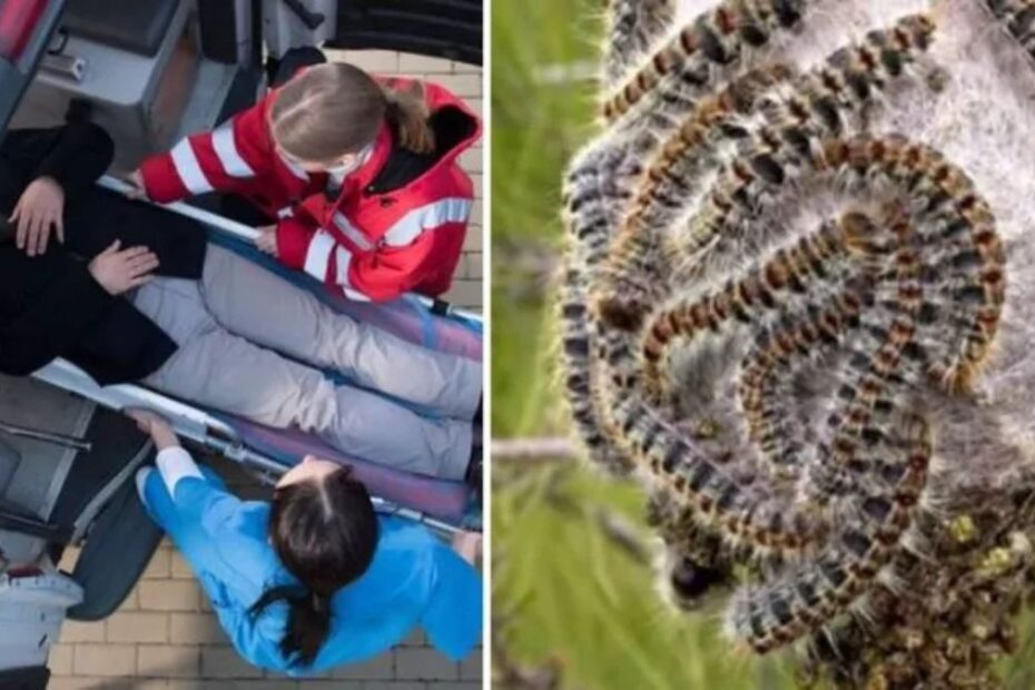 Trująca plaga rozprzestrzenia się w Holandii