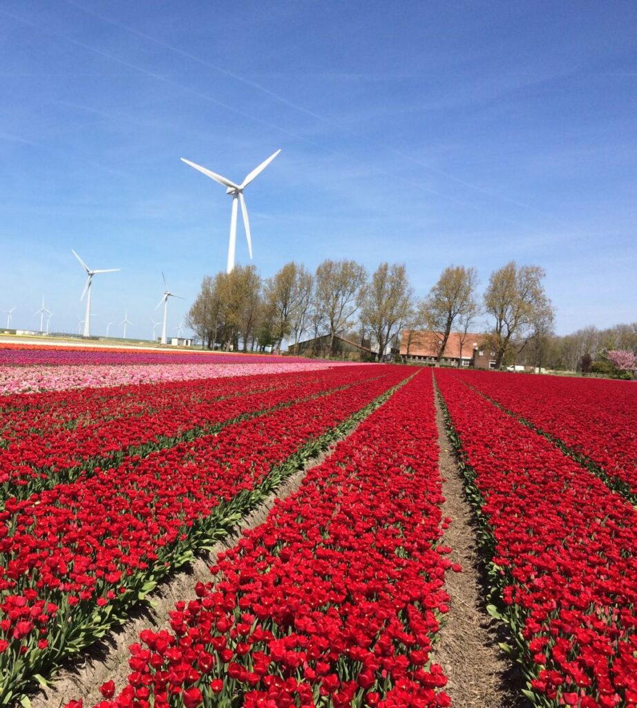 Nowy lider światowego bezpieczeństwa Foto: pole tulipanów w Holandii
