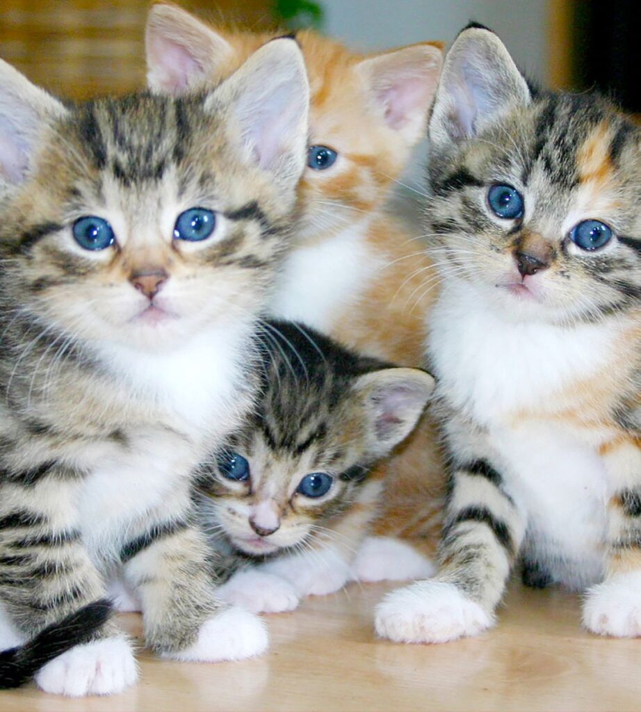 Pierwszy przypadek ptasiej grypy u kota w Holandii potwierdzony przez badania