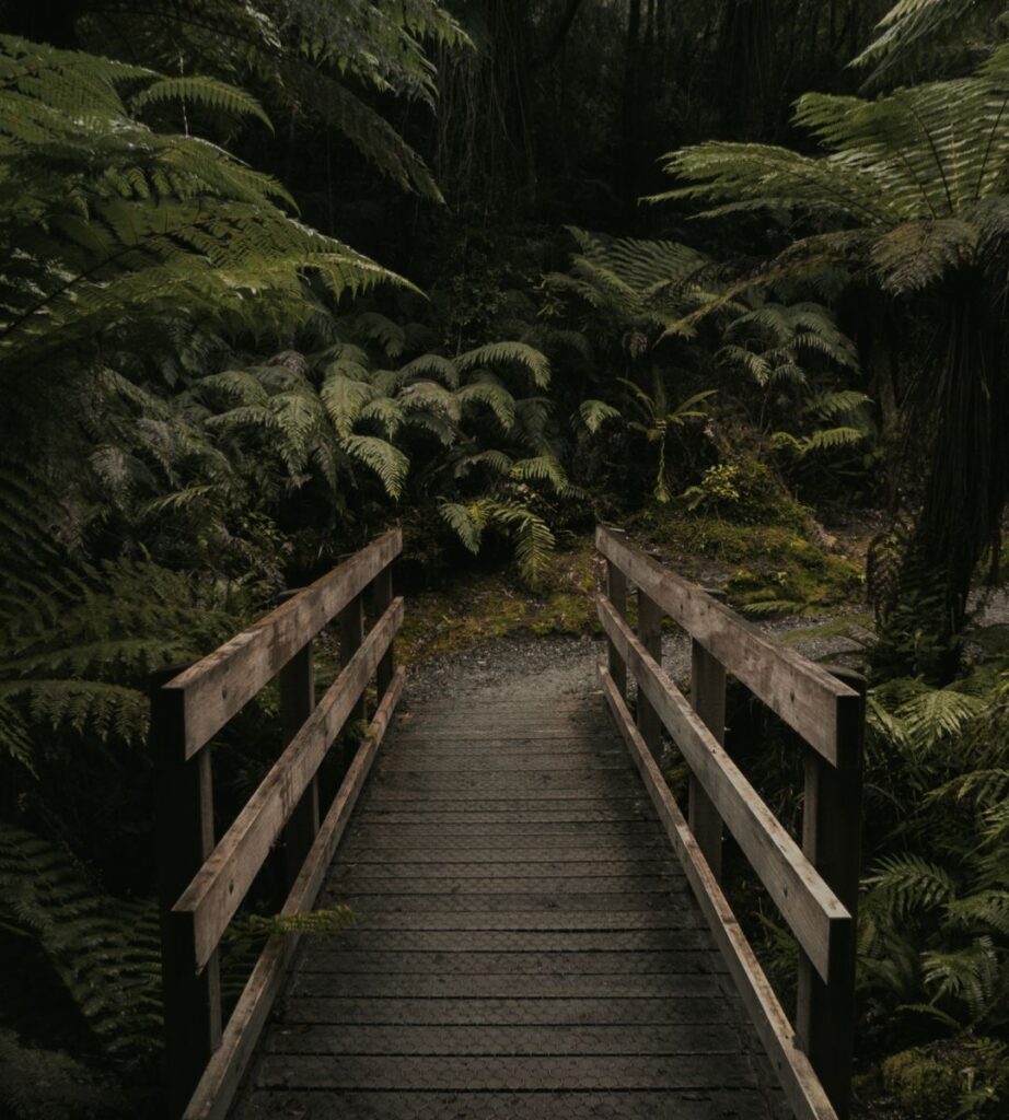 Najbardziej zielony kraj na świecie Foto: las tropikalny