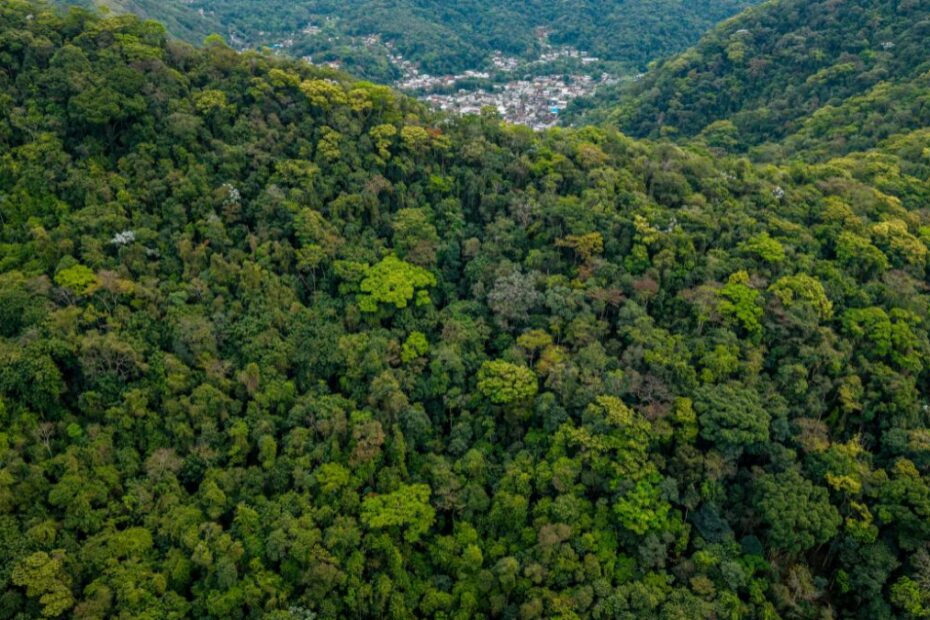 Najbardziej zielony kraj na świecie Foto: las tropikalny