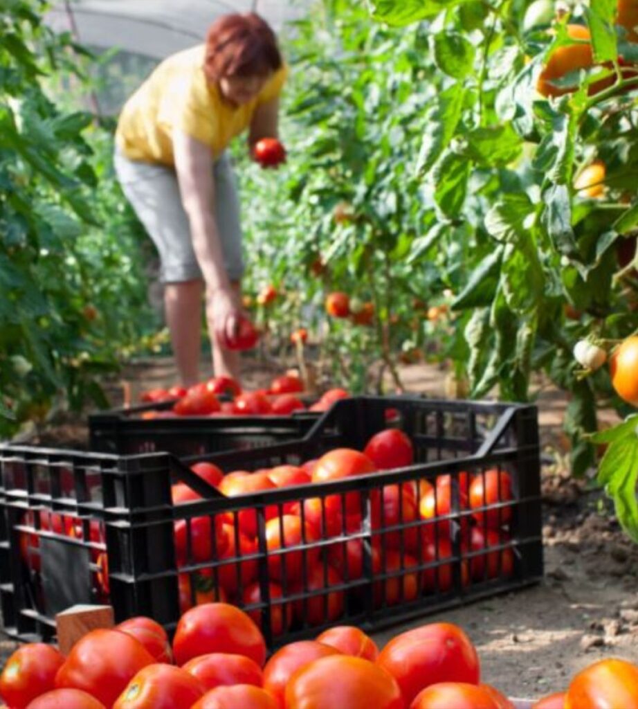 Polacy najczęściej zatrudniani przez agencje pracy tymczasowej w Holandii