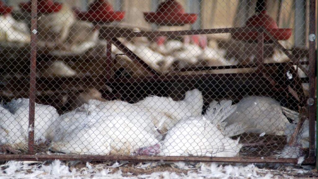 ptasia grypa w Holandii