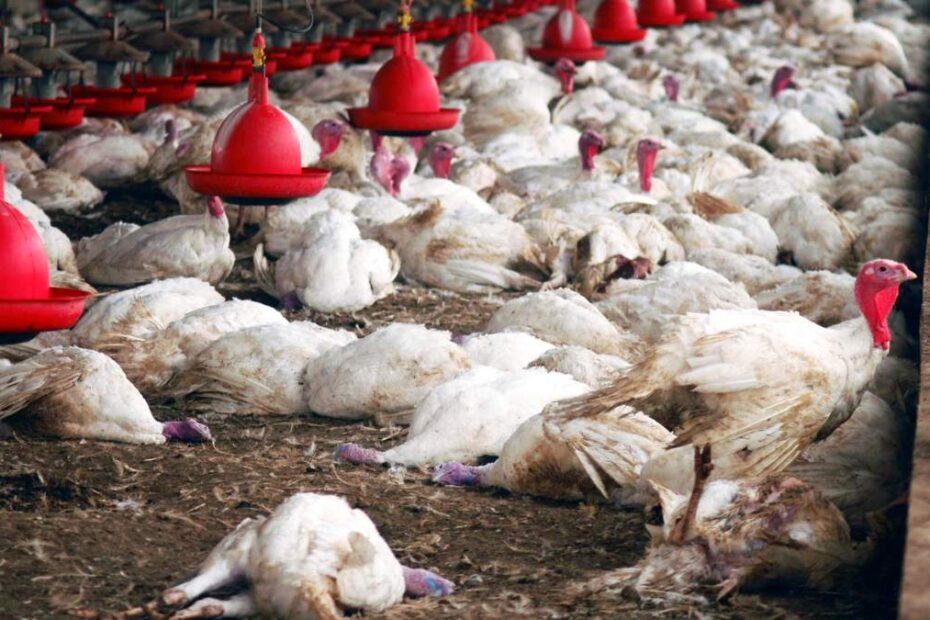 ptasia grypa w Holandii