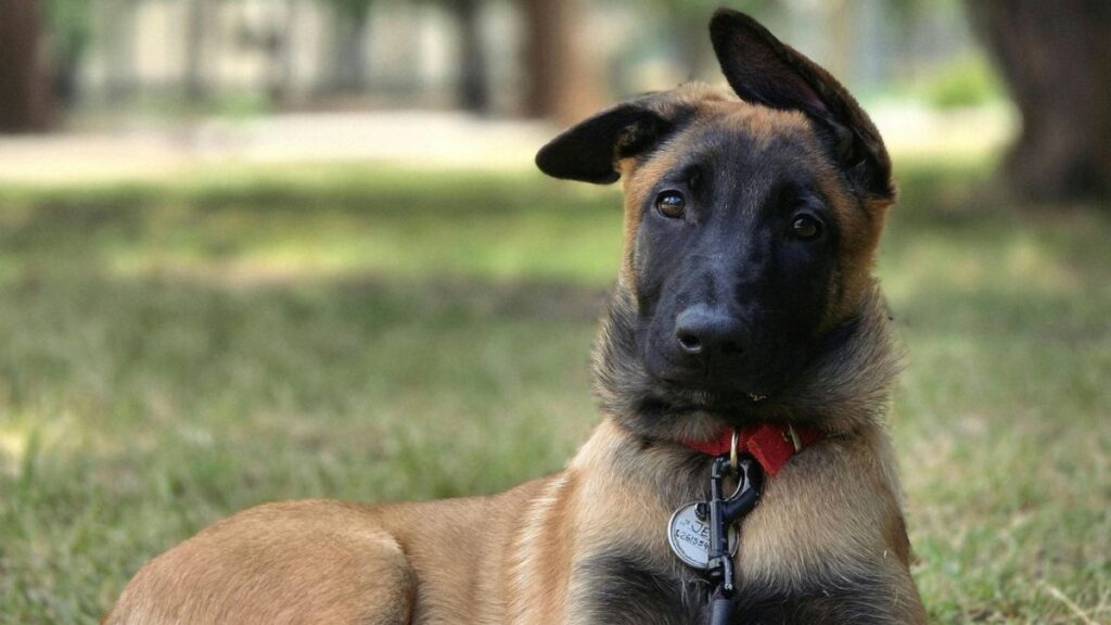 Madat za psa w Holandii