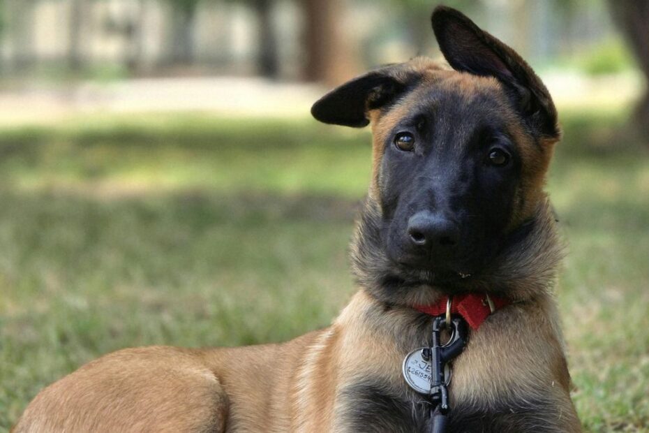 Madat za psa w Holandii