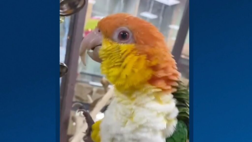 Cała Holandia szuka skradzionej papugi