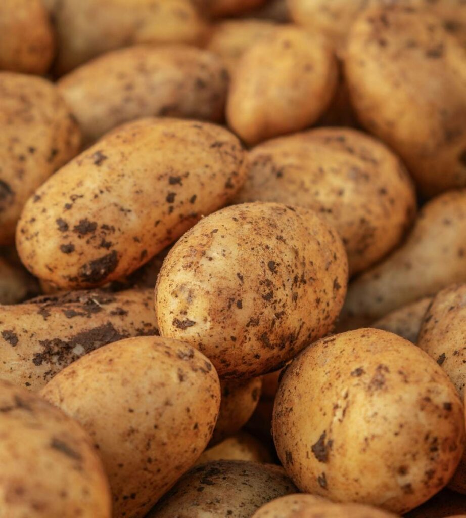 Holandia walczy z nadmiarem ziemniaków