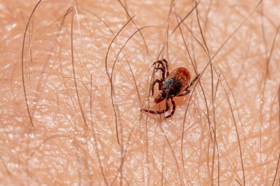 Plaga kleszczy w Holandii zdjecie kleszcz