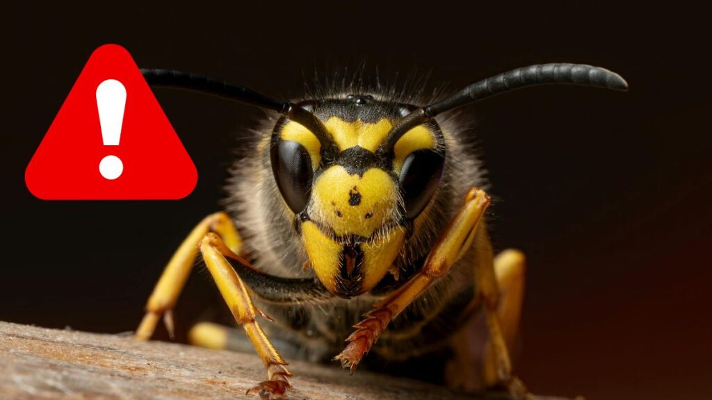 Niebezpieczne użądlenie osy