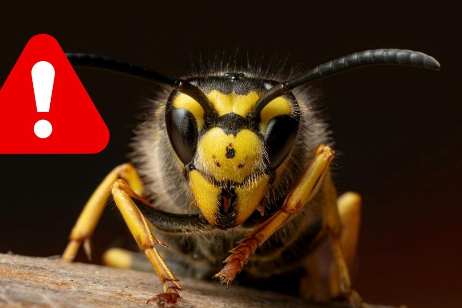 Niebezpieczne użądlenie osy
