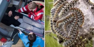 Trująca plaga rozprzestrzenia się w Holandii