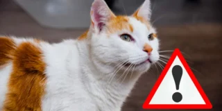 zakaz trzymania kotów w Holandii. te rasy będą zabronione od stycznia 2026