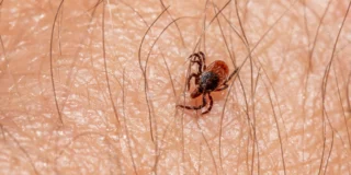 Plaga kleszczy w Holandii zdjecie kleszcz