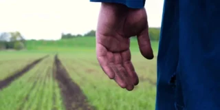 Tragiczna śmierć pracownika z Polski. Zmarł podczas pracy przy zbiorach cukinii